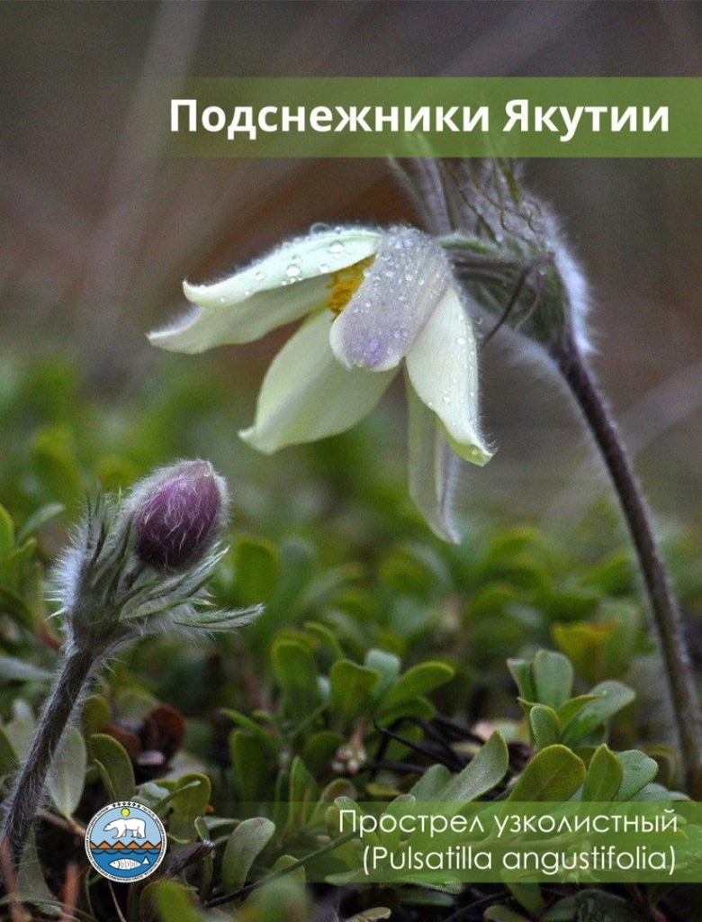 Подснежники средней полосы