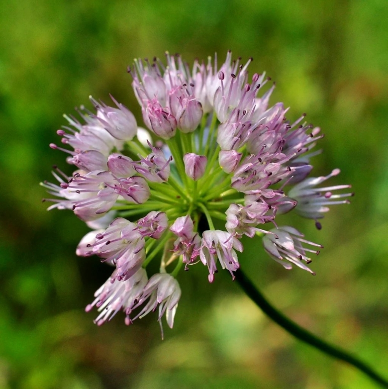 Воронец цветок белый