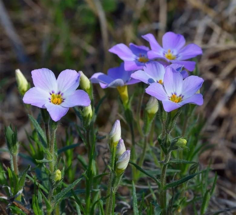 Полевой цветок