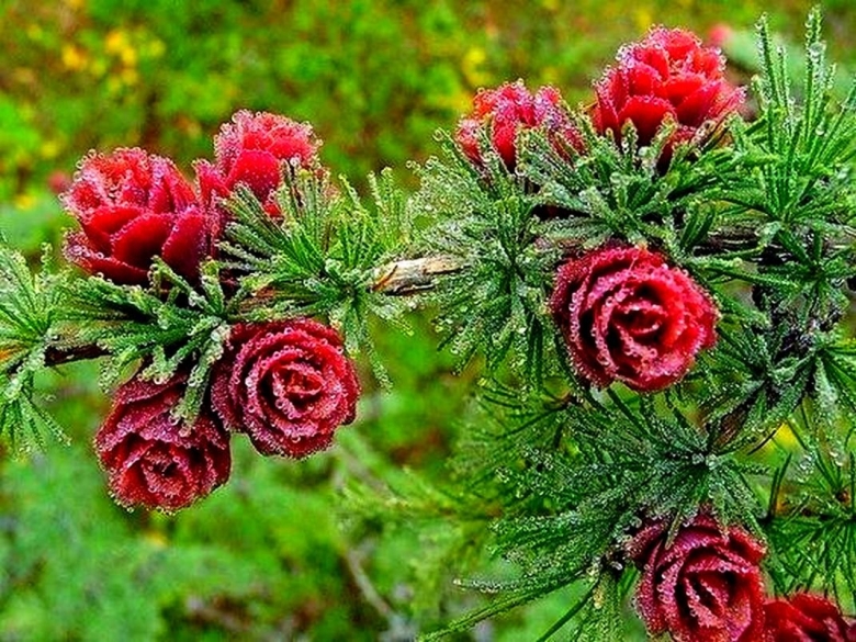 Полярная роза лиственница дерево