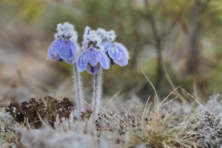 Подснежники якутии
