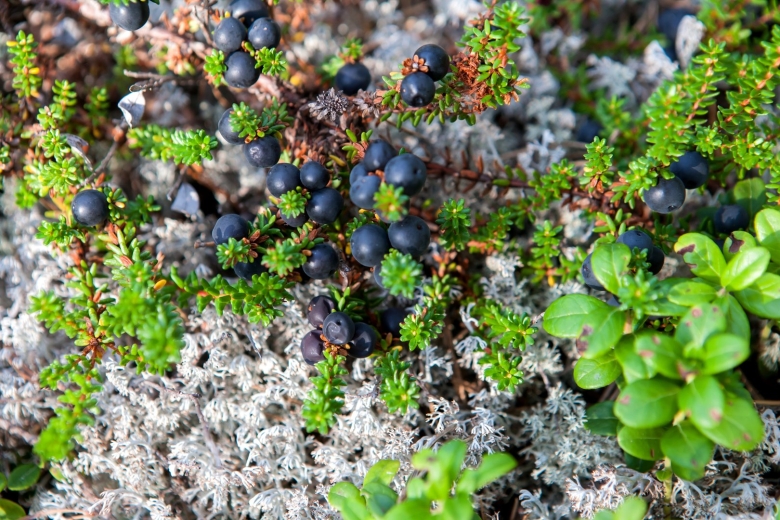 Ягоды Карелии вороника