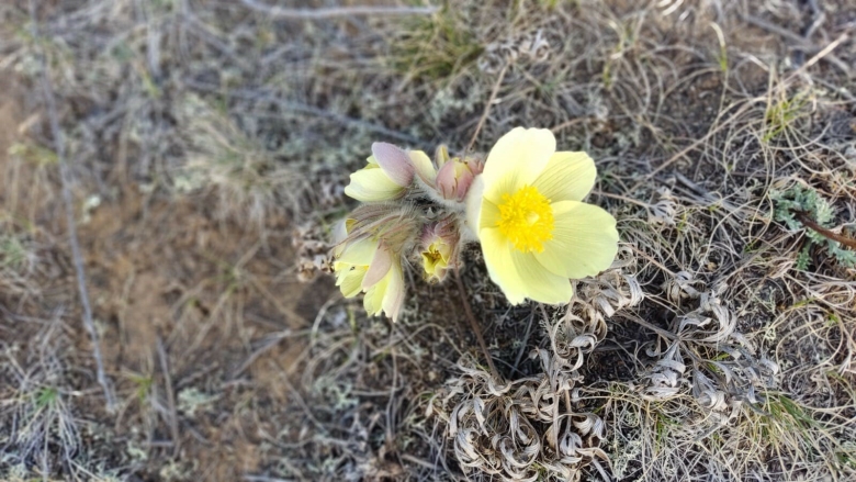 Растения Якутии про Подснежник