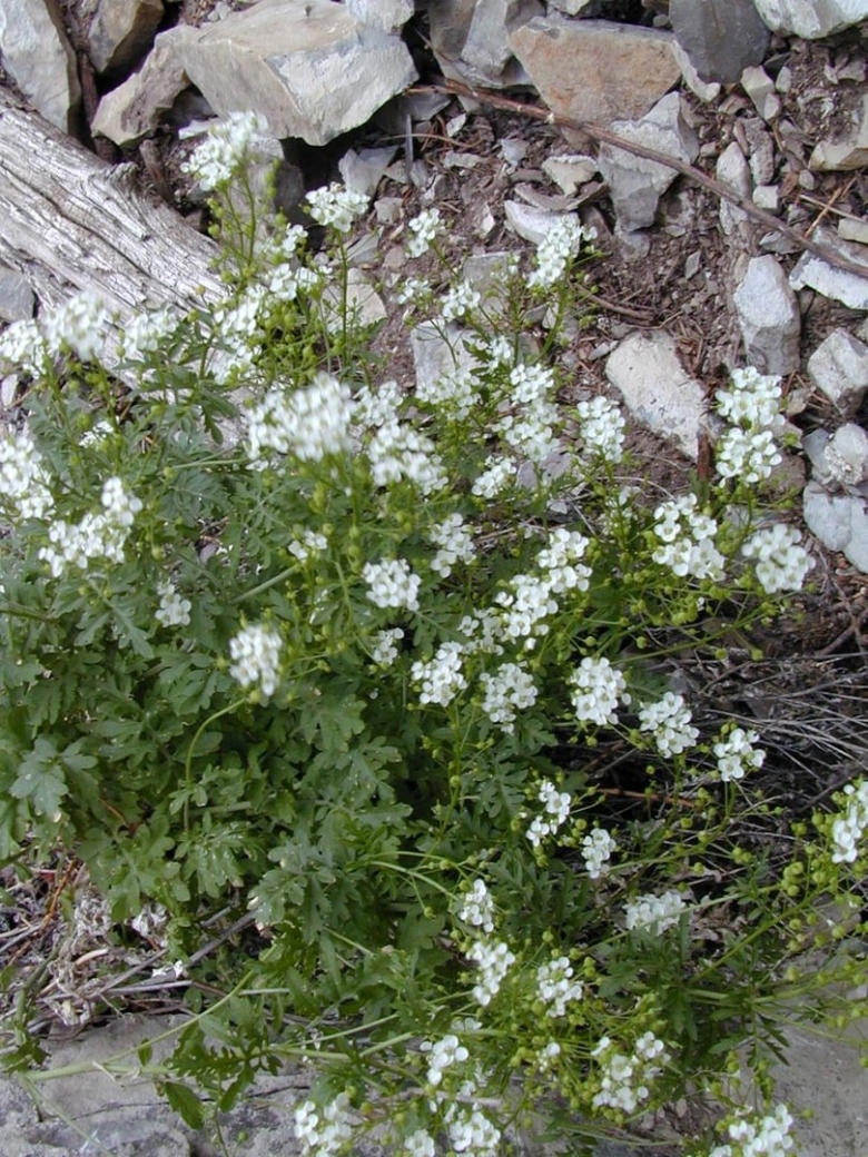 Редовския двоякоперистая