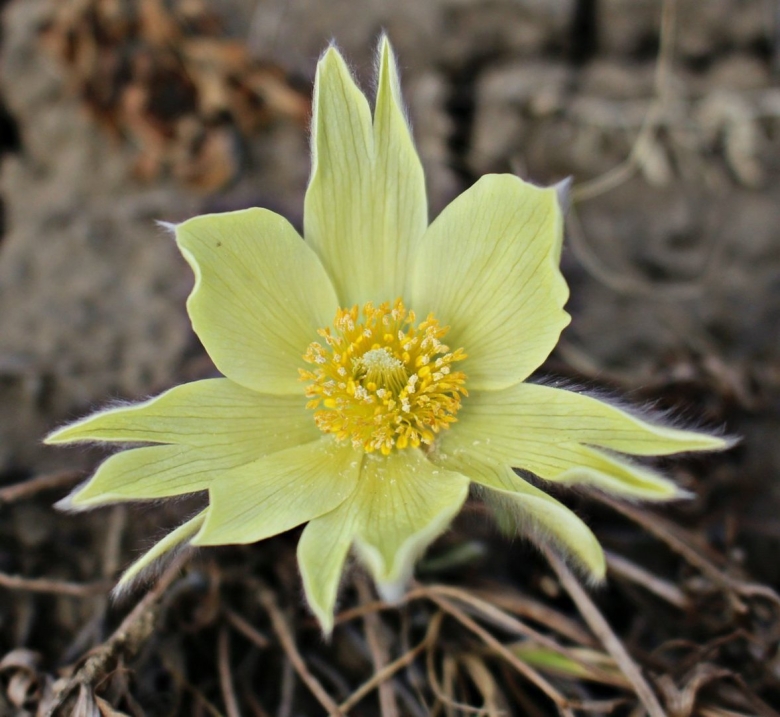 Желтые подснежники Якутии