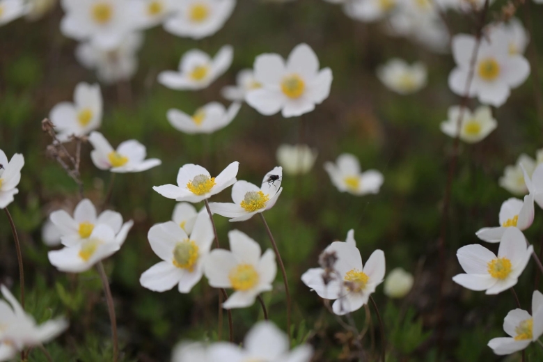 Саха Сирин сибэккилэрэ