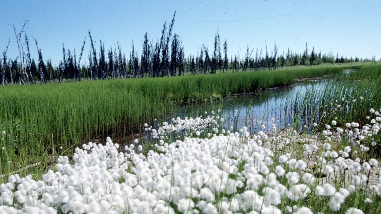Водно болотные угодья