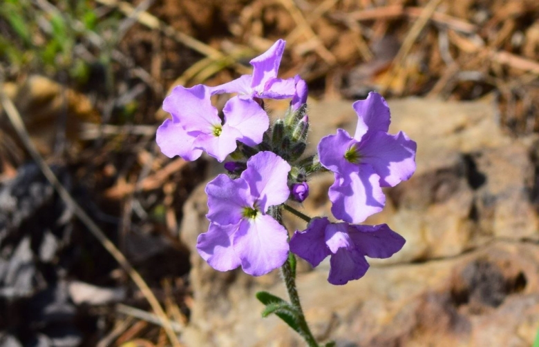 Маттиола двурогая ночная фиалка