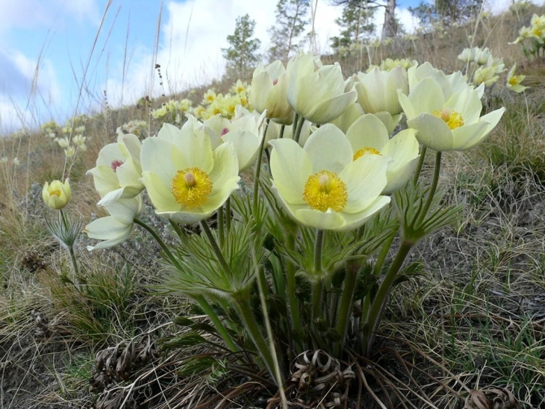 Подснежник Сибирский прострел
