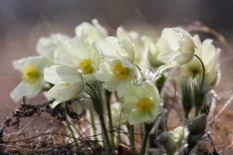 Сон трава прострел якутские подснежники
