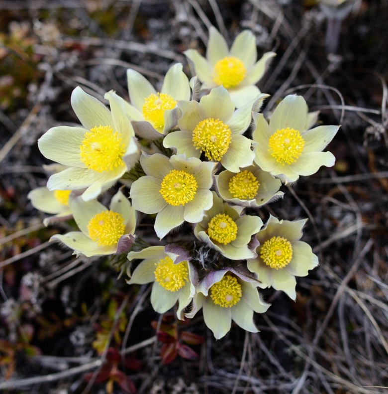 Подснежник прострел желтеющий
