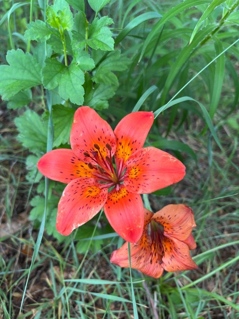 Сардана цветок Якутии