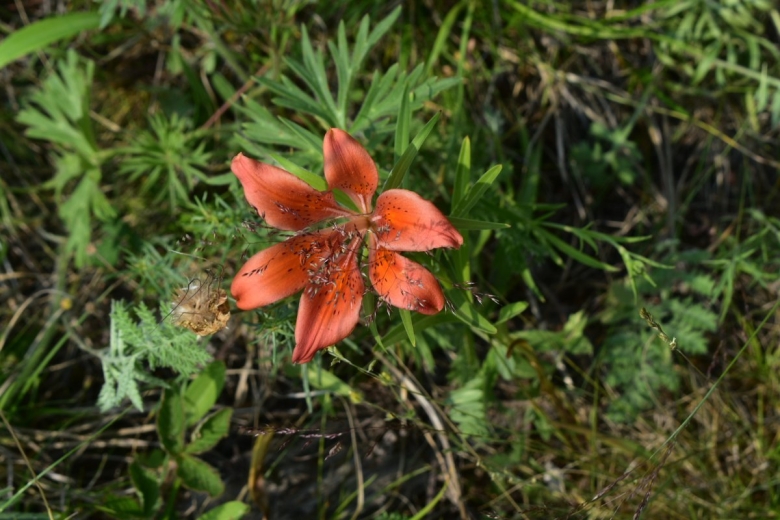 Якутская Лилия Сардаана