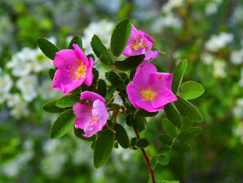 Лекарственные растения Якутии