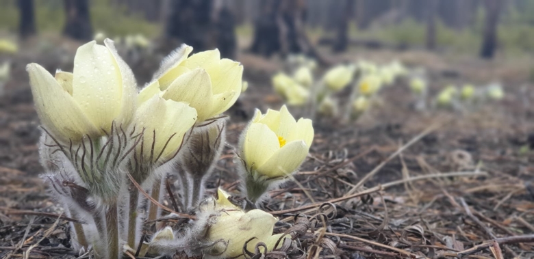 Якутские подснежники сон трава