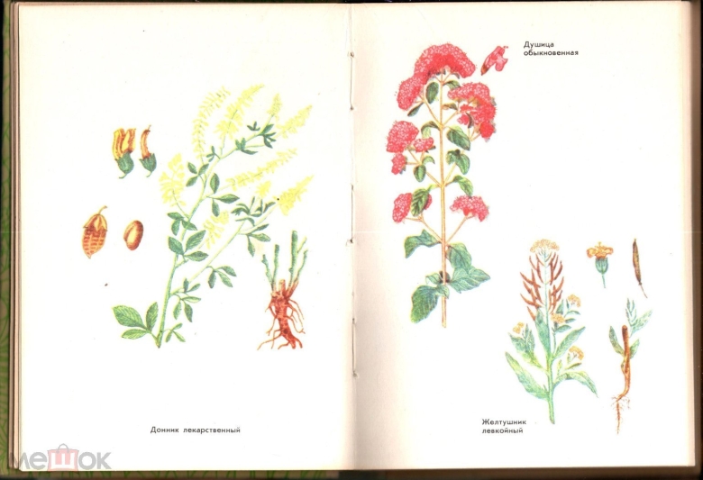 Лекарственные растения книга