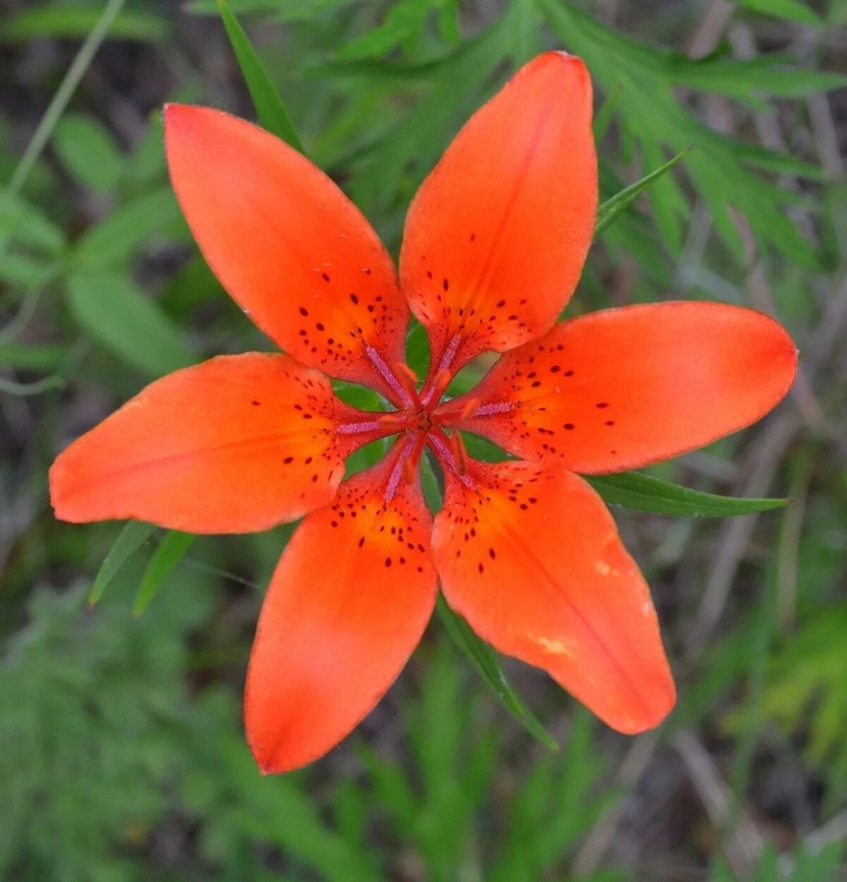 Лилия пенсильванская Даурская Lilium pensylvanicum