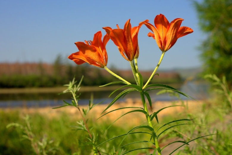 Лилия Даурская саранка