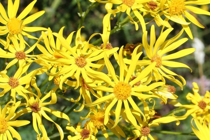 Крестовник якова senecio jacobaea