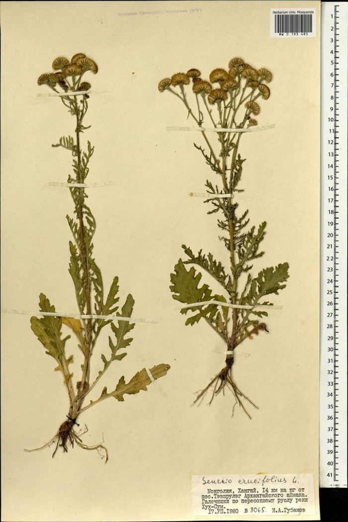 Крестовник эруколистный