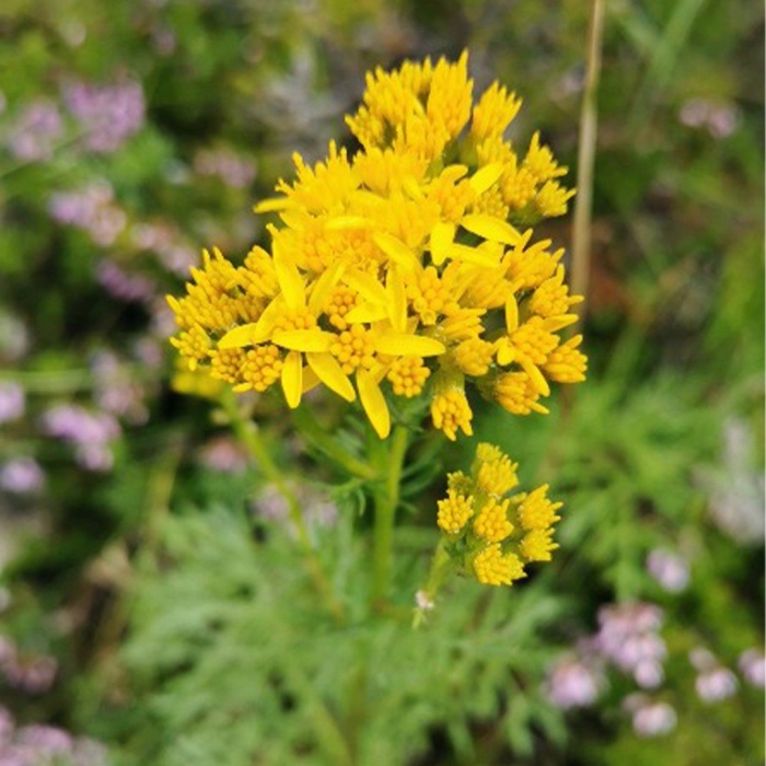 Jacobaea adonidifolia