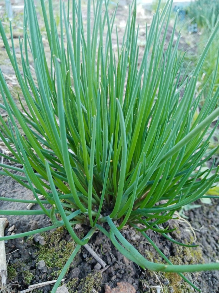 Лук многолетний семена