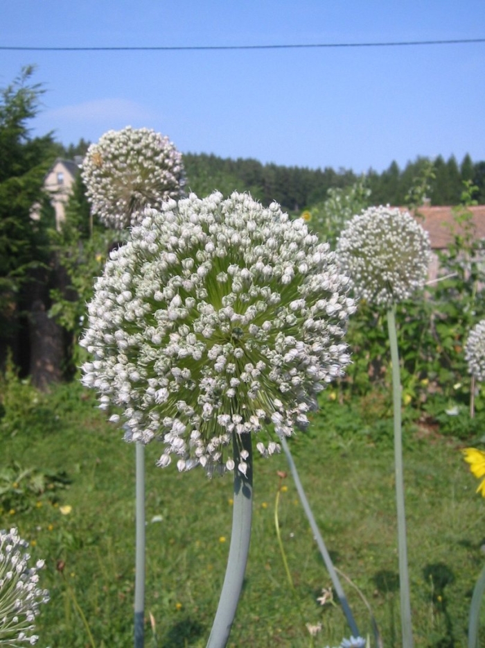 Allium porrum