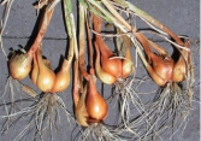 Лук шалот семейка