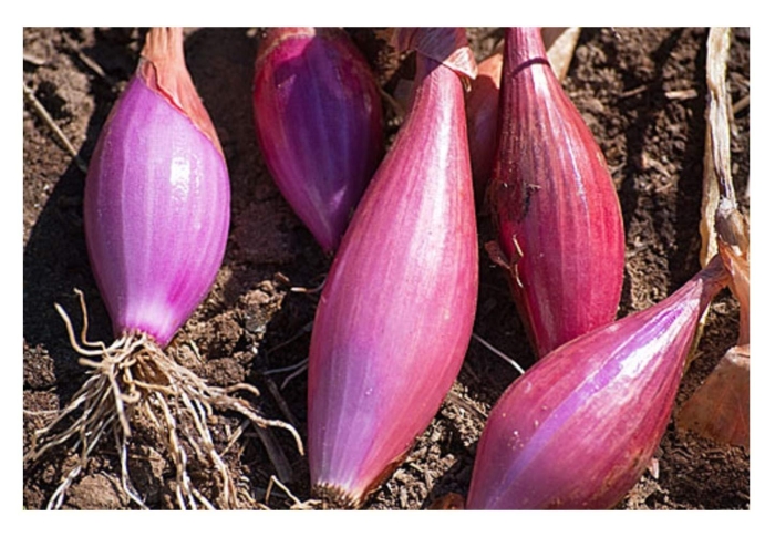 Лук шалот красный