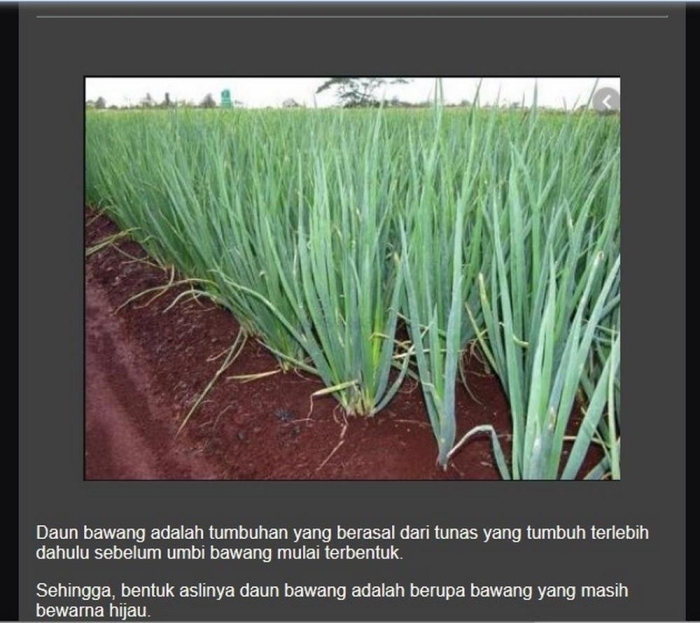 Budidaya daun bawang