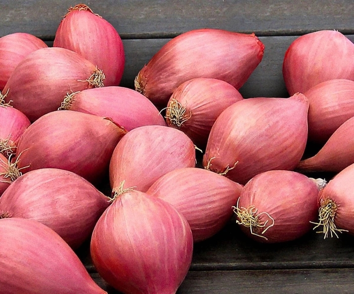 Лук севок сорт