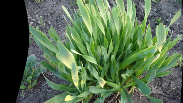 Лук слизун мангыр