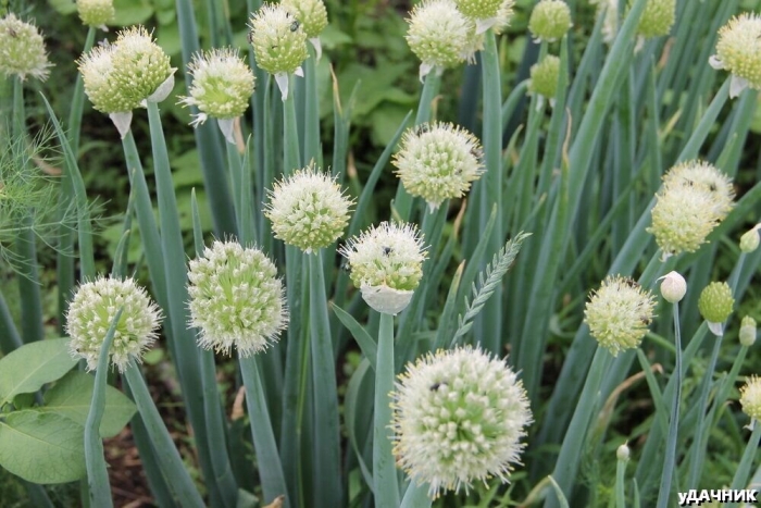 Лук батун соцветие
