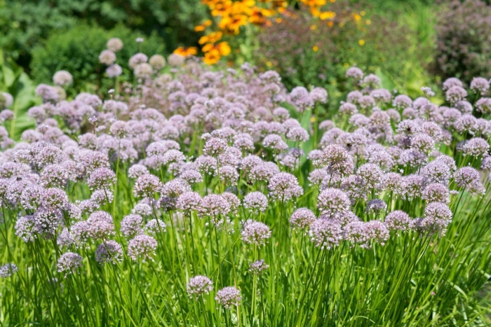 Allium scorodoprasum