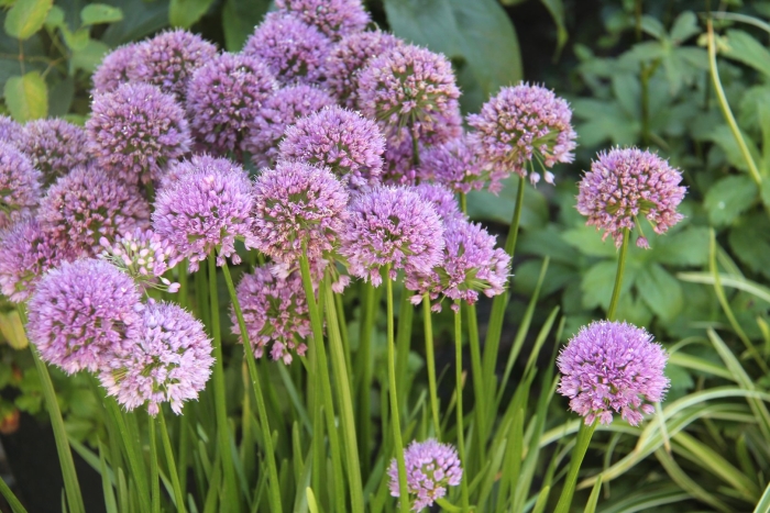 Лук декоративный миллениум