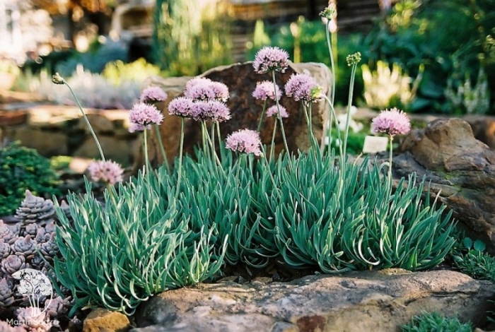 Лук горный спиралис