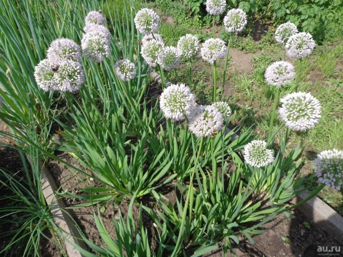 Лук слизун широколистный