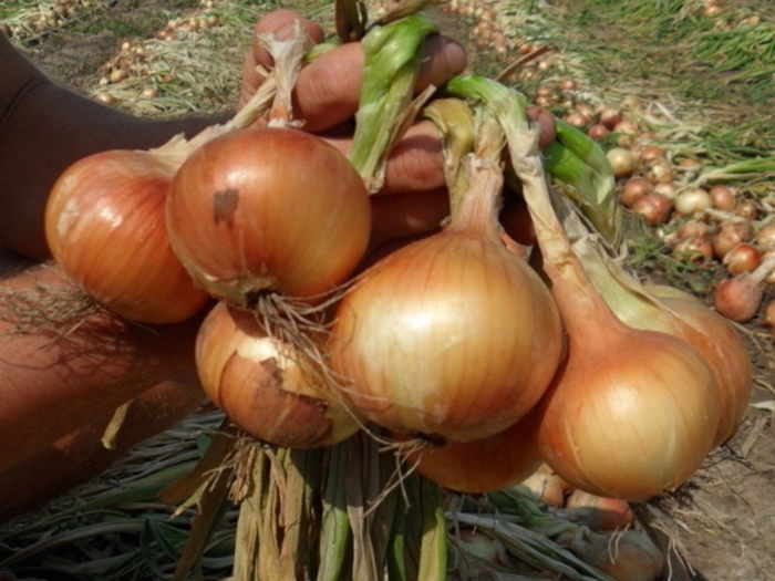 Сорт лука каратальский