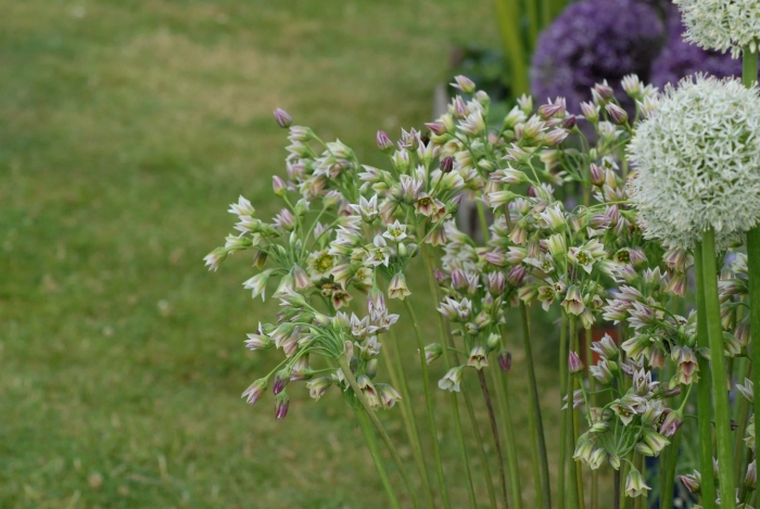 Аллиум нектароскордум