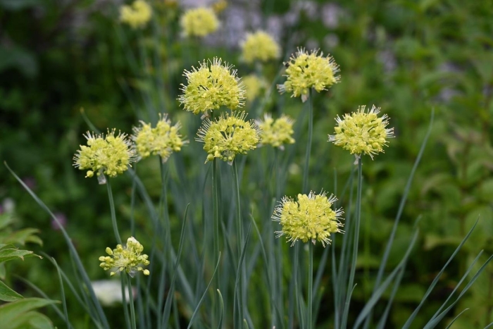 Лук косой allium obliquum