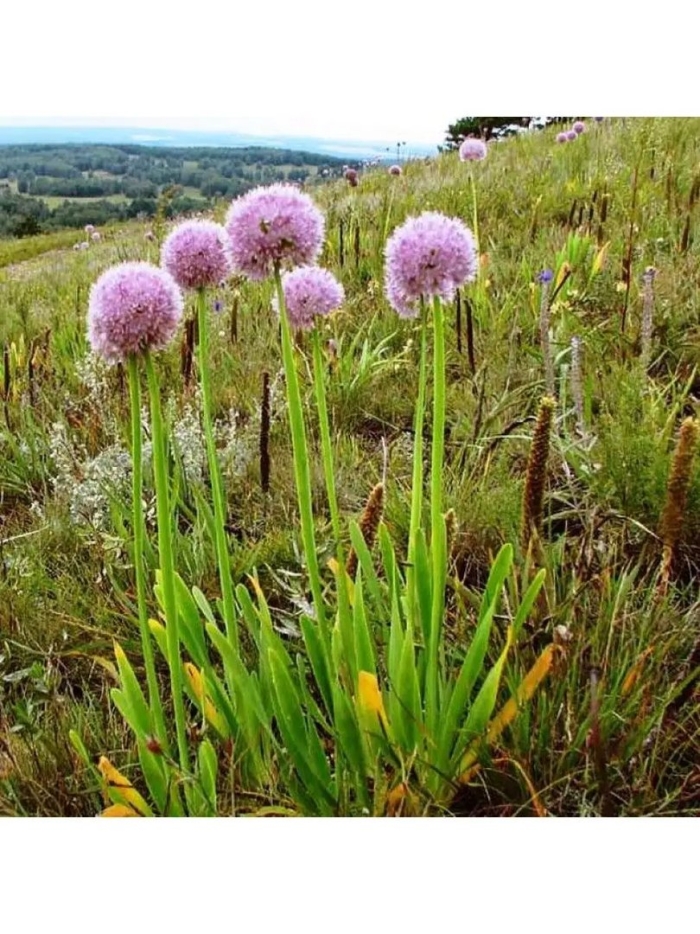 Лук поникающий слизун
