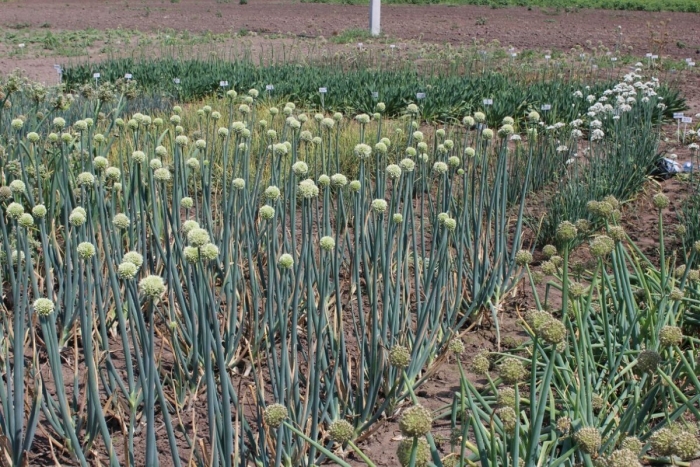 Лук алтайский