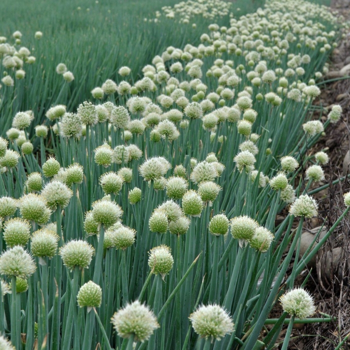 Цветущий лук