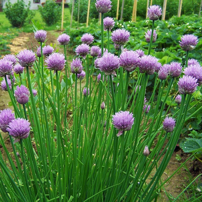 Лук шнитт (лук скорода)