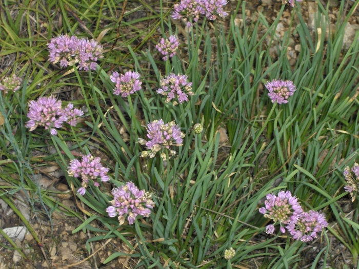 Allium lusitanicum