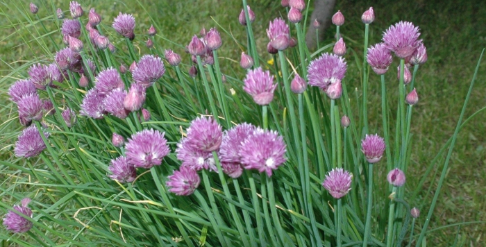 Лук шнитт сибирский