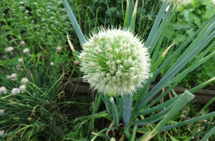 Allium ascalonicum