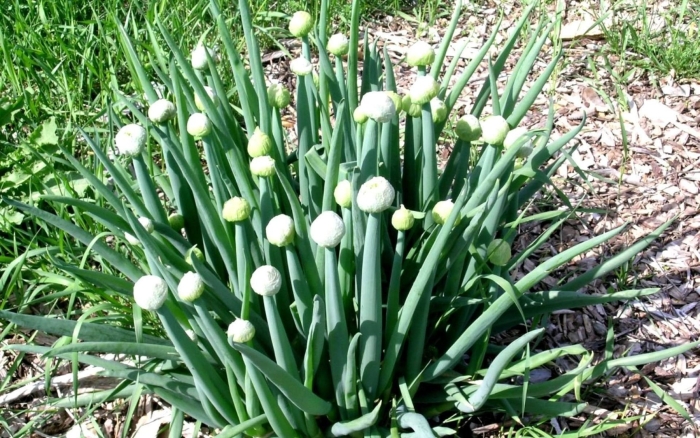 Лук батун цветет