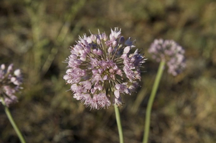Allium senescens