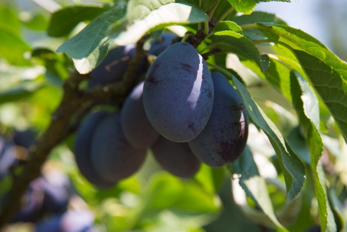 Слива венгерка московская